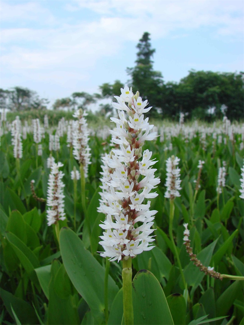 白花海壽花