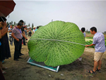 浙江省種植業局帶隊參觀人文園林文浦花園