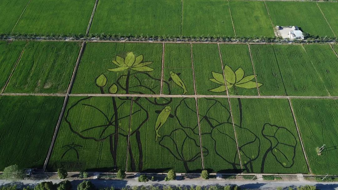 人文園林大地藝術創新作品——文浦花園稻田荷花圖