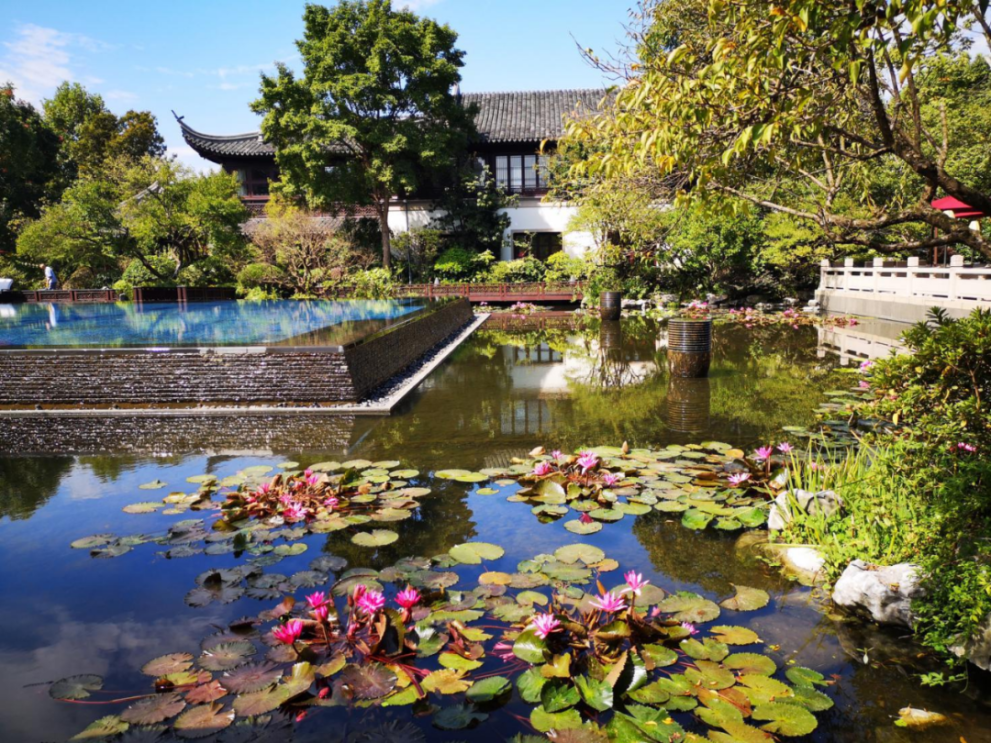 人文動態|人文園林專家顧問陳煜初先生應邀講解睡蓮在園林中的應用