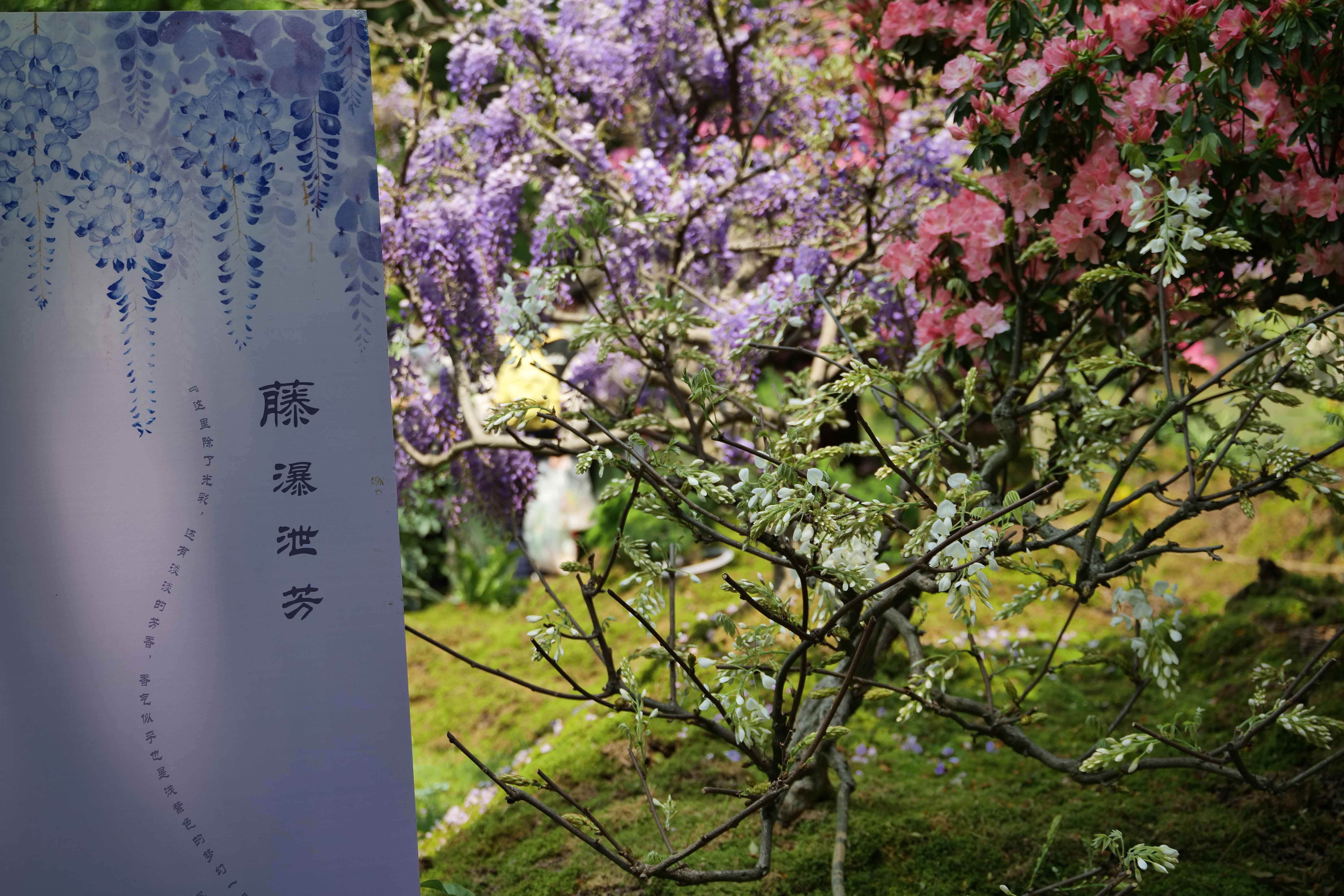 人文花展|太子灣公園花事新焦點，紫藤花開迎客，燦若云霞！