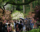 人文花展|「紫藤杜鵑」實力吸睛，人文園林太子灣春日限定花展圓滿舉辦！